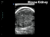 Mouse Kidney
